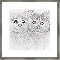 Crazy Cats Framed Print