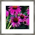 Crazy For Coneflowers Framed Print