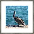 Creatures Of The Gulf - Lulled By The Waves Framed Print