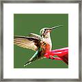 Crested Butte Hummingbird Framed Print