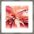 Crimson Ballet Powder Puff Framed Print