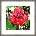 Crimson Bloom Framed Print