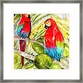 Crimson Macaws Framed Print