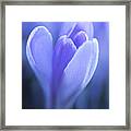 Crocus Prayer Framed Print