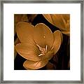 Crocus Framed Print