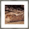 Crouching Cheetah Framed Print