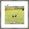 Crows Framed Print
