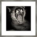 Cruz Yawning Framed Print