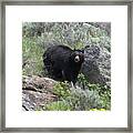 Curious Black Bear Framed Print