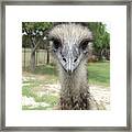 Curious Emu At Fossil Rim Framed Print