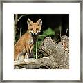 Curious Fox Framed Print