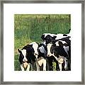 Curious Heifers Framed Print