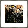Curious Kitten Framed Print
