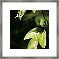 Curly Cue Clematis Framed Print