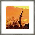 Curve-billed Thrasher Silhouette At Sunset Framed Print