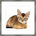 Cute Abyssinian Kitty Funny Lying On Isolated White Background Framed Print