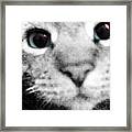 Cute Cat Framed Print