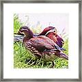 Cute Couple - Mandarin Ducks Framed Print