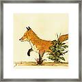 Cute Fox In The Forest Framed Print