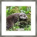Cute Otter Framed Print