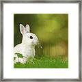 Cute Overload Series - Happy White Rabbit Framed Print