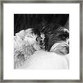 Cute Tibetan Terrier Resting On A Sofa Framed Print