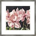 Cyclamen In Pink Framed Print