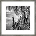 Cypress Knees In Bw Framed Print