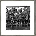 Cypress On The Suwannee Framed Print