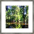 Cypress Pond -1 Framed Print