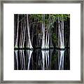 Cypress Spine Framed Print