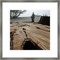 Cypress Stump Framed Print