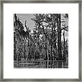 Cypress Swamp Framed Print
