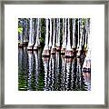 Cypress Tree Reflection Framed Print