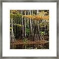 Cypress Trees Forest Framed Print