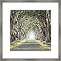 Cypress Tunnel Framed Print