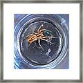 D-a0011 Wolf Spider On Sonoma Mountain Framed Print