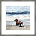 Dachshund At The Beach Framed Print