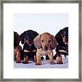 Dachshund Puppies Framed Print