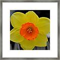 Daffodil Delight Framed Print