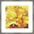 Daffodil Drama Framed Print