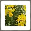 Daffodil Impressions Framed Print