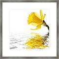 Daffodil Reflected Framed Print