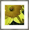 Daffodil Sun Framed Print