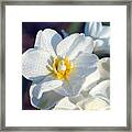 Daffodil Up Close Framed Print