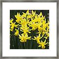 Daffodil Yellow Framed Print