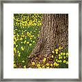 Daffodils And Tree Framed Print
