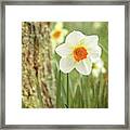 Daffodils, No.1 Framed Print