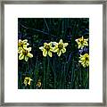 Daffodils One Framed Print