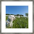Daffodils White Blossoming With Little White Lilly 1 Framed Print